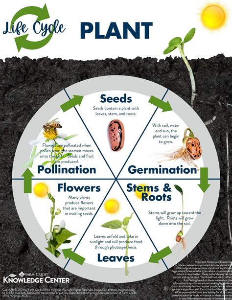 Simple Life Cycle Of A Plant