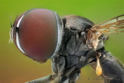 Big headed fly close-up | Eudorylas sp. (Diptera, Pipunculid… | Flickr