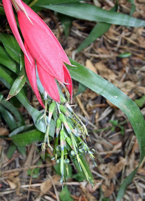 Bromeliad Flowering Free Stock Photo - Public Domain Pictures