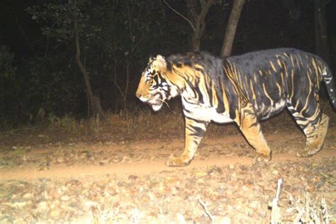 Odisha to Launch World's First Melanistic Tiger Safari in Mayurbhanj.