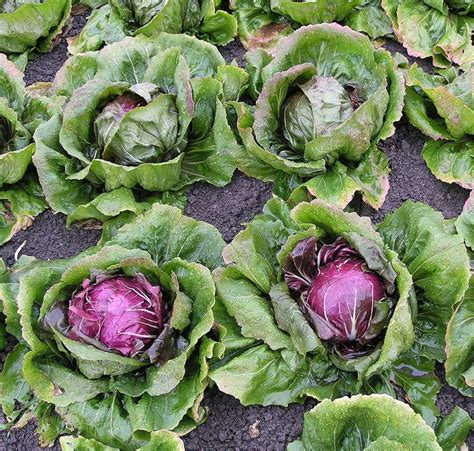 How to Grow Radicchio (Italian Chicory) - Dengarden