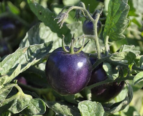 Gardening news and notes: First purple tomato with antioxidants ...