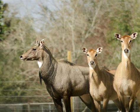 Emerald Coast Wildlife Refuge Zoological Park (Crestview, FL): Top Tips ...