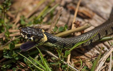 British Grass Snake Photograph by Dawn OConnor