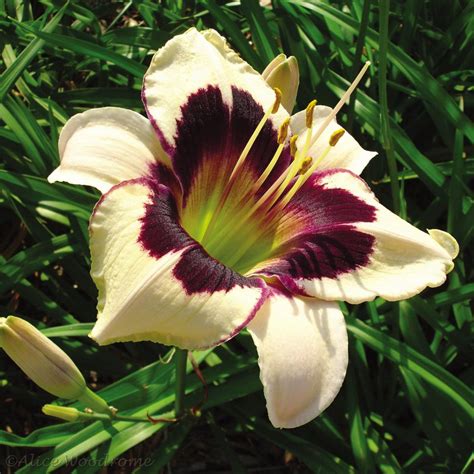 Daylily Varieties | Daylily Photos | HGTV