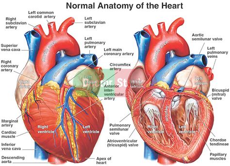 chordae tendineae histology - ModernHeal.com