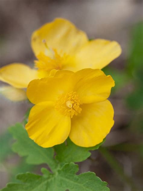 Celandine Poppy Wildflowers - Growing Celandine Plants In The Garden