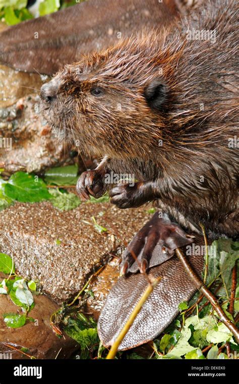 a beaver , Castor canadensis Stock Photo - Alamy