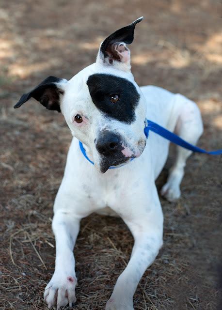 Shelter Dogs of Portland: "DOTTY" who's that dog on "The Little Rascals ...