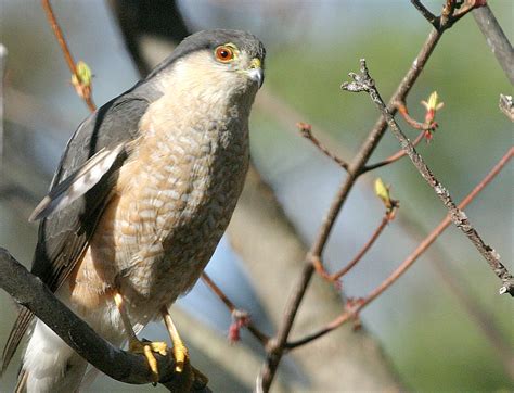 Hawk eye: For sharp-shinned hawks, migration is the best of times | The ...