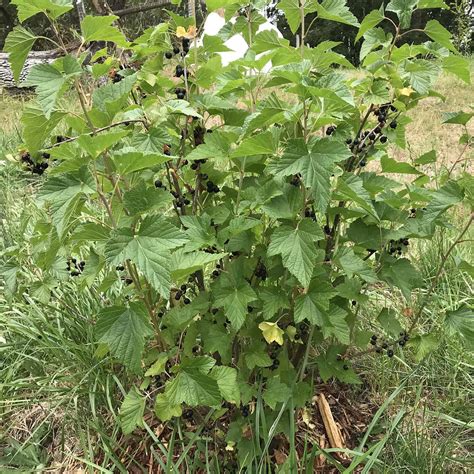 Consort Black Currant - Spencer Creek Nursery