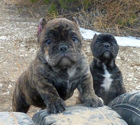 Baby shorty Bulls! Www.rockymountainshortybulls.com | Cute animals, Dog ...