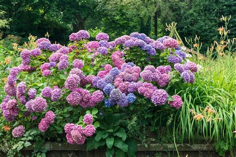 Learn how to change the color of your hydrangeas. Find out how to adjust the pH of your soil to ...