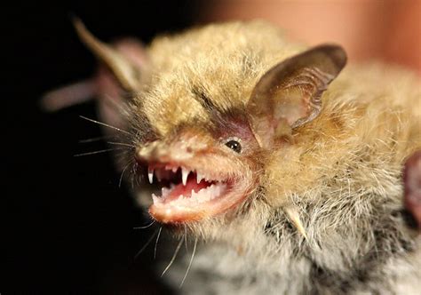 Yuma Myotis Bat (Myotis yumanensis) | Flickr - Photo Sharing!