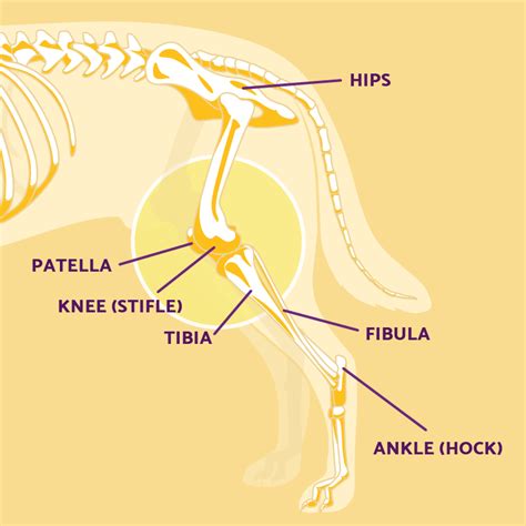 Dog Leg Anatomy in Human Speak | Ortho Dog