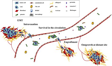 Frontiers | Targeting ECM Disrupts Cancer Progression