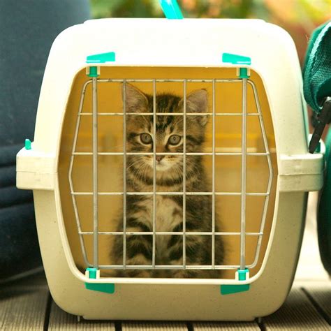 8 Interesting and Best Cat Carrier For Car Travel - A Great Guide! - I ...