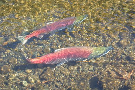 Skagit River Fishing Report - Mt Vernon Fishing Guides