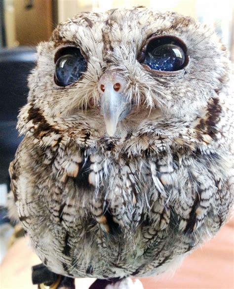 Meet Zeus: The Rescued Blind Owl With Stars In His Eyes | Bored Panda