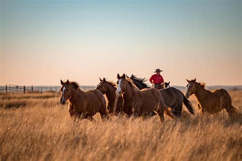 Quarter Horse Roundup // The 6666 Ranch - Texas // Emily McCartney ...