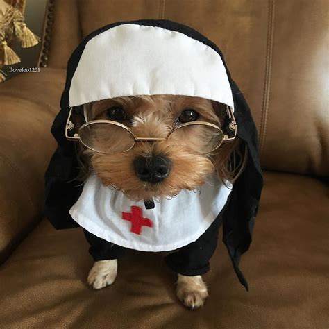 Nun Dog Halloween Costume | Pet halloween costumes, Funny pet costumes ...