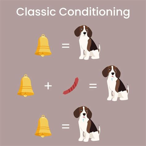 Premium Vector | Classic Conditioning Pavlov's Dog Experiment vector illustration diagram