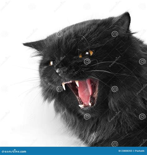 Angry Black Persian Cat Royalty Free Stock Photo - Image: 23808355