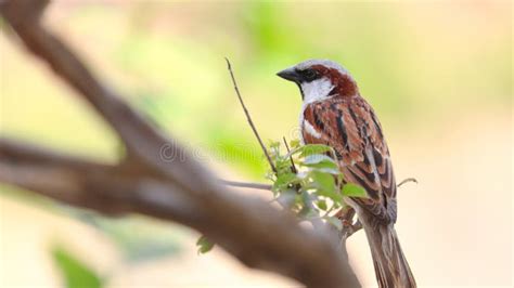 Indian sparrow stock photo. Image of sparrow, tree, creature - 177802562