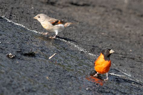 Red Siskin Birding Tour – Leon Moore Nature Experience