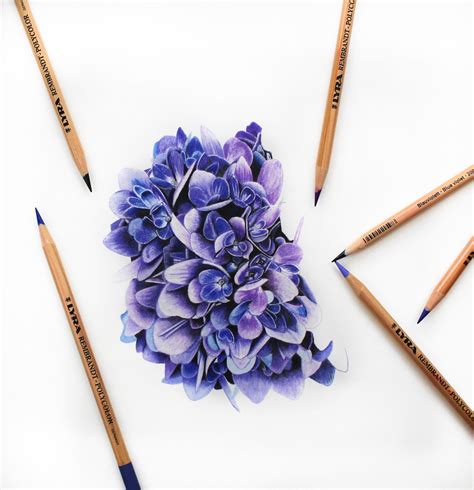 Colored Pencil Hydrangea Tutorial with Jennifer Morrison - Strathmore Artist Papers