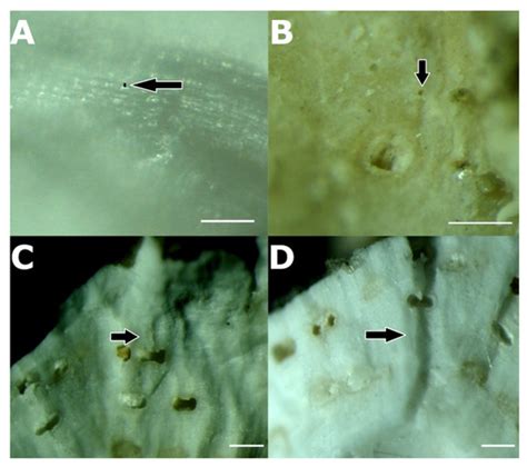 Hydrobiology | An Open Access Journal from MDPI