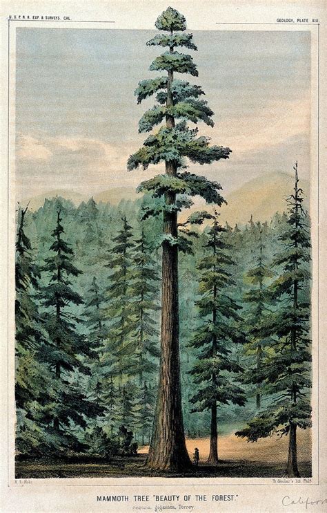 toverain | Pine tree art, Tree drawing, Tree illustration