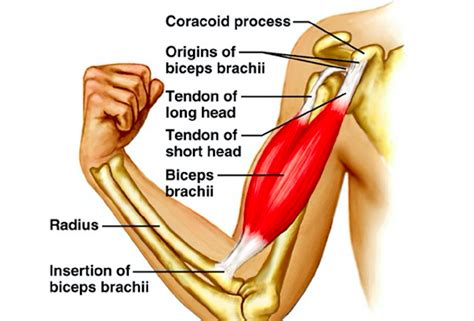 Physiotherapy Clinic India Colony Road Bapunagar: BICIPITAL TENDINITIS ...