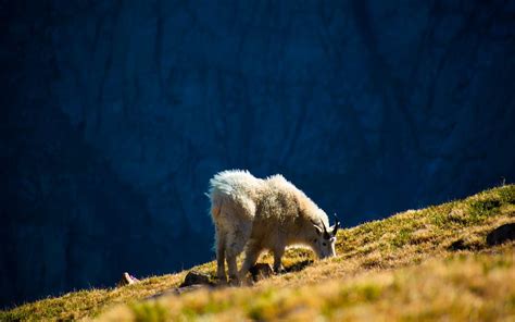 Wildlife Watching in Rocky Mountain National Park - Cheapest Vacations ...