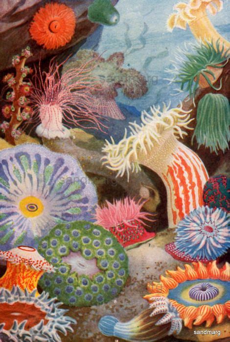 1916 Sea Anemones | Sea anemone, Ocean art, Underwater art