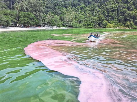 Pink algae bloom sparks fear | The Star