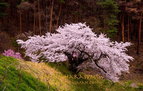 Tohoku Cherry Blossom Photo Tours - Blain Harasymiw Photography