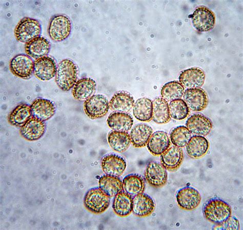 Spore microscope - salori