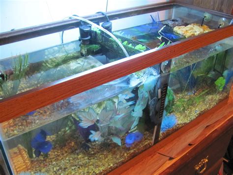 How to Make a Cheap Homemade Betta Tank Divider - PetHelpful