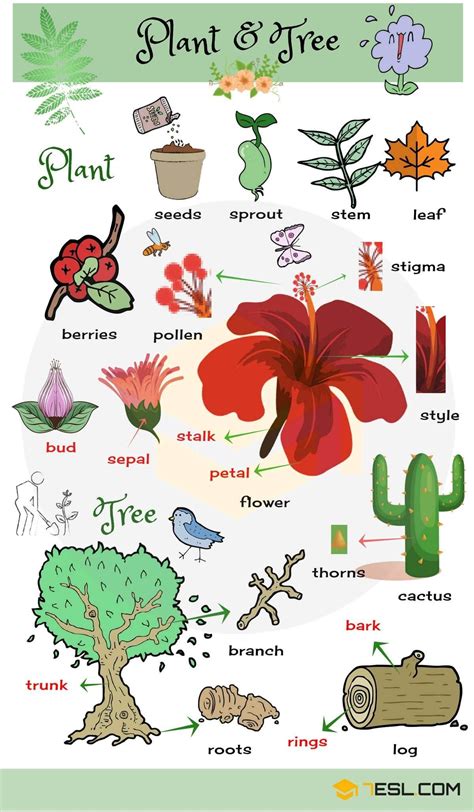 Plants and Flowers • 7ESL | English vocabulary, Learn english, Vocabulary