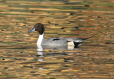 Bird Lore: Northern Pintail - My Edmonds News