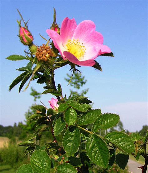 Rosa de mosqueta: Propiedades extraordinarias. | Garden Catalunya ...