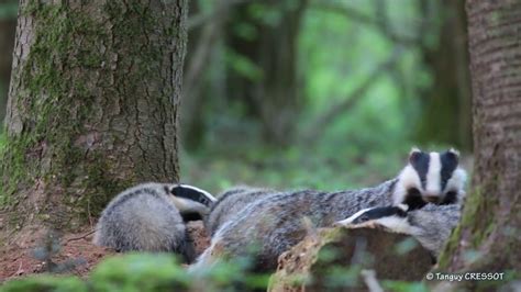 Badger cubs playing - YouTube