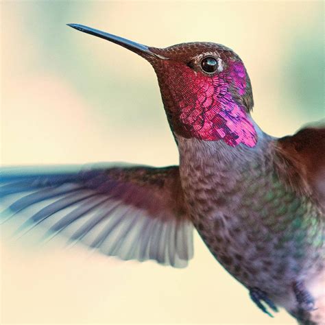 A List of Hummingbird Species (A-Z)