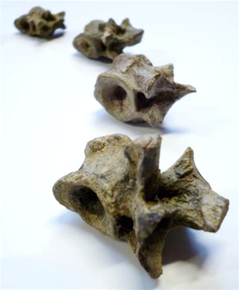 Specimen of Week 214: Fossil Vertebrae | UCL UCL Culture Blog