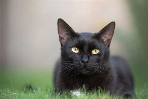 Black Shorthair Cat - Facts, Origin, History and Personality Traits