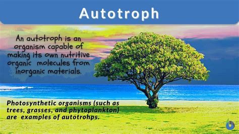 Autotroph - Definition and Examples - Biology Online Dictionary