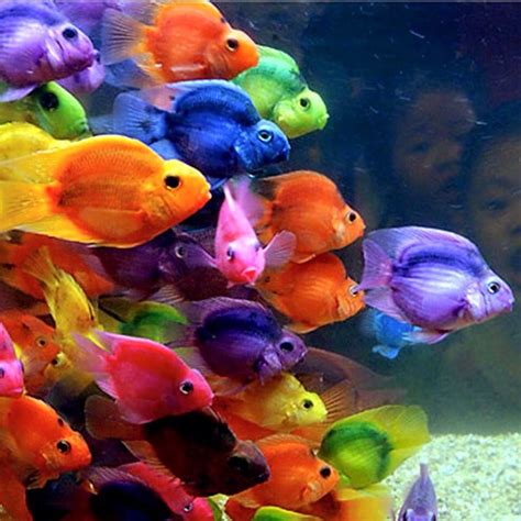 Rainbow fish | The RAINBOW of OUR LIFE | Pinterest | Rainbow fish, Rainbows and Fish