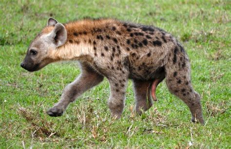 This little hyena cub is actually a female. Both male and female hyenas have phalluses. The only ...