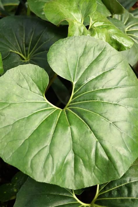 Big Leaf Plants: 12 Outdoor Plants With Astonishingly Giant Leaves